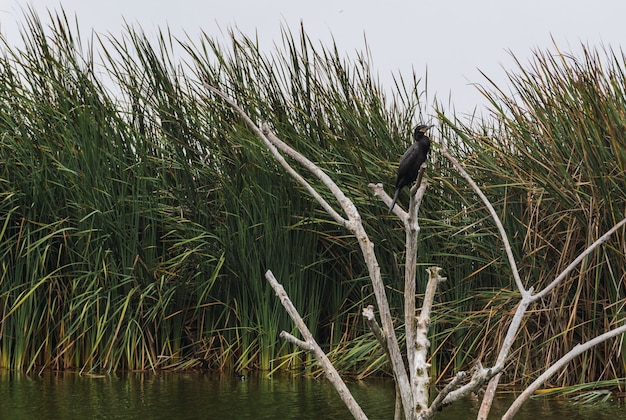 Черная птица по имени Cushuri o CormorÃ¡n стоит на ветвях с фоном растений тотора в Пантанос-де-Вилья-Лима, Перу