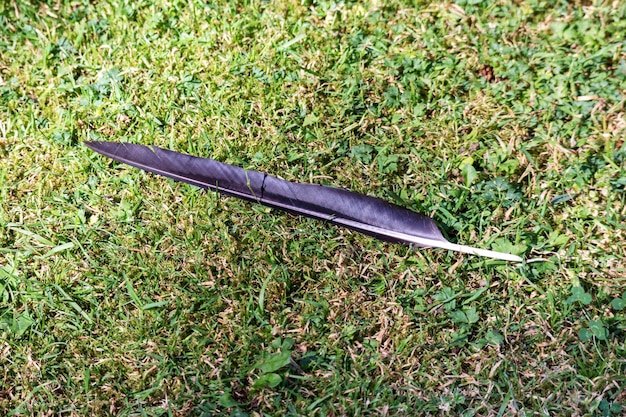 Photo black bird feather lying on green grass