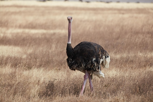 Foto uccello nero su un campo