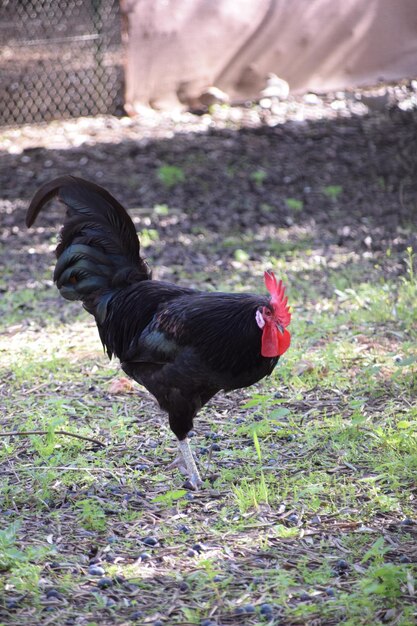 Black bird in a field