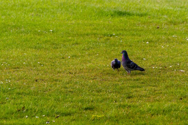 Black bird on a field