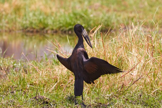 Foto uccello nero su un campo