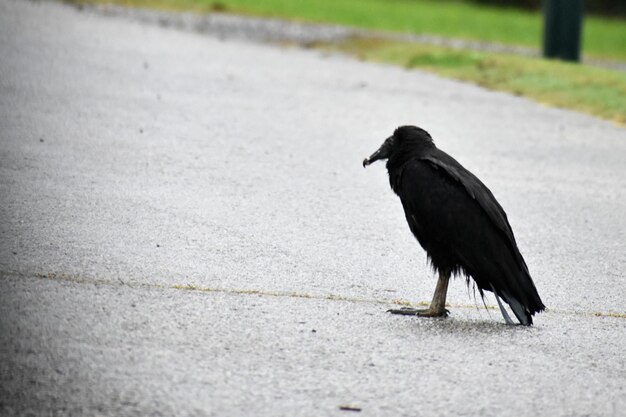 Photo black bird on floor