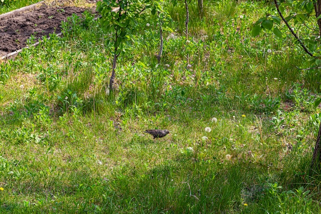 Black bird in the garden. Spring flowering in gardens and forests. Green leaves.