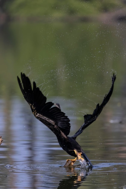 A black bird is flying in the water with the word birds on it.