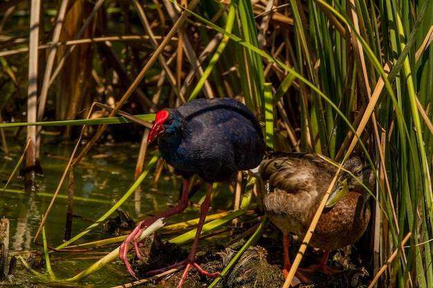 Photo black bird in a lake