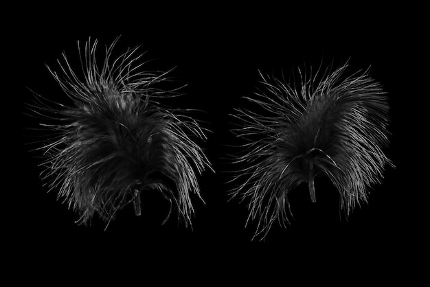 Black bird's feathers isolated on black background