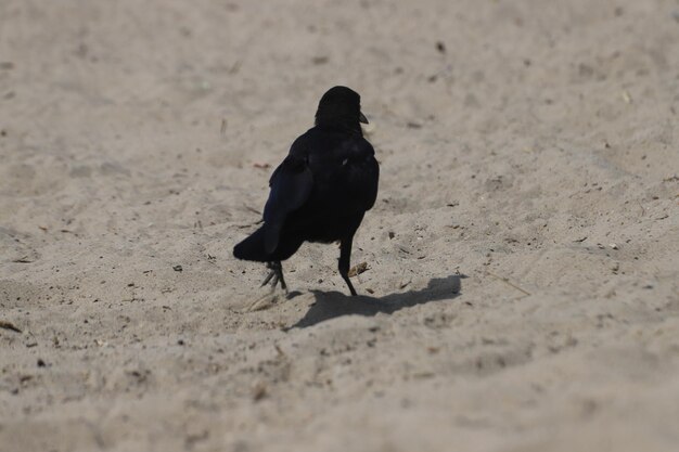 Black bird on sand