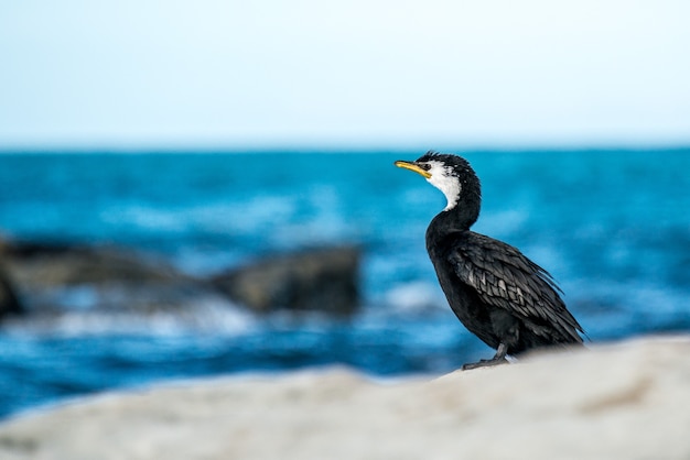 a black bird at the sea