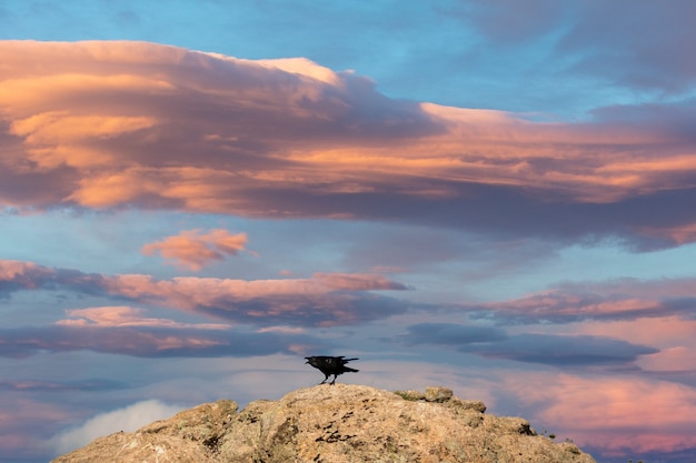 Black bird squawking with a stunning sky on the background