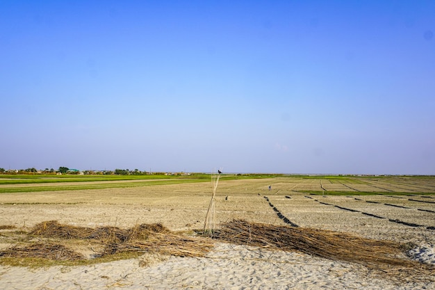 A black bird standing on jute stalks in front of landscaped scenery