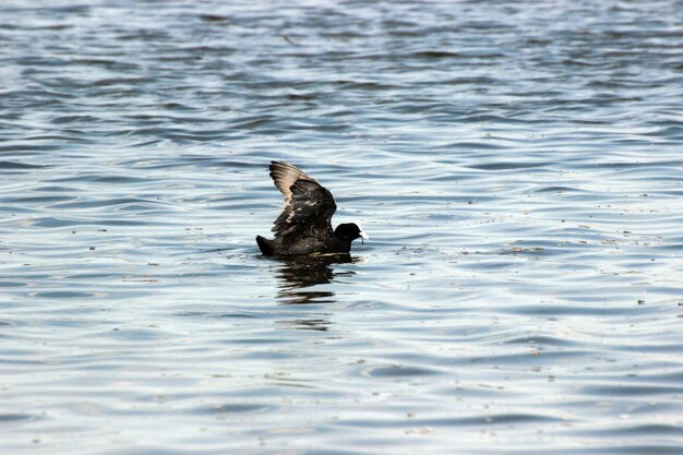 Photo black bird swimming in lake