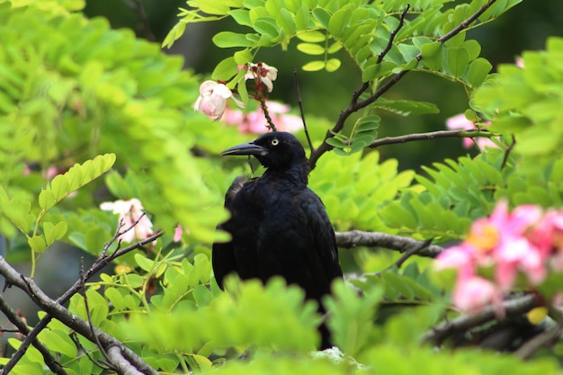 Black bird in the trees