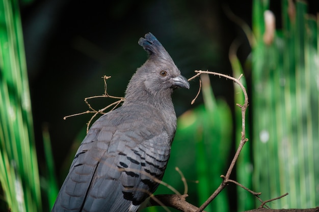 Black bird with a crest in the green jungle