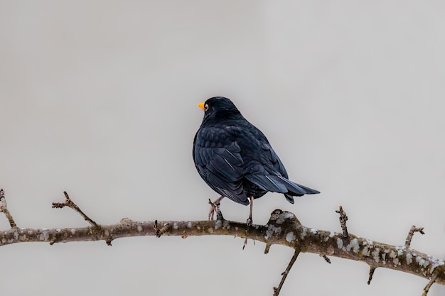 A black bird with a yellow beak sits on a branch.