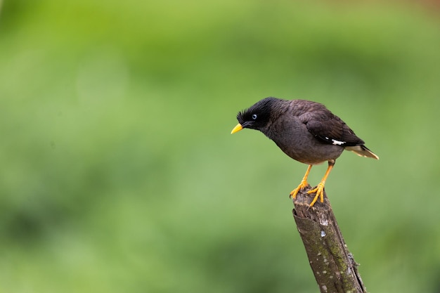 A black bird with a yellow beak sits on a branch.