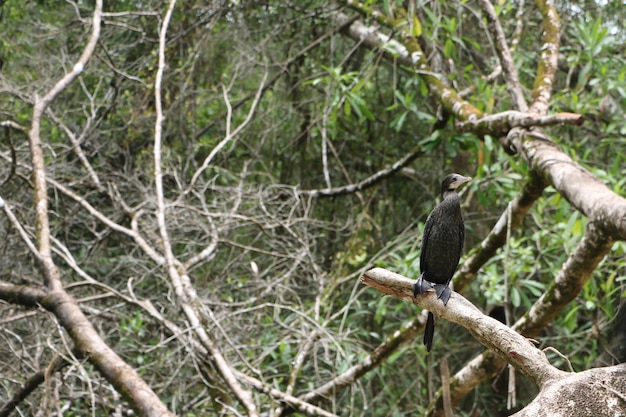 Black bird with yellow beak in Thailand forest, Phang Nga.