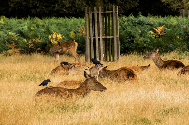 Photo black birds perching on herd of deer