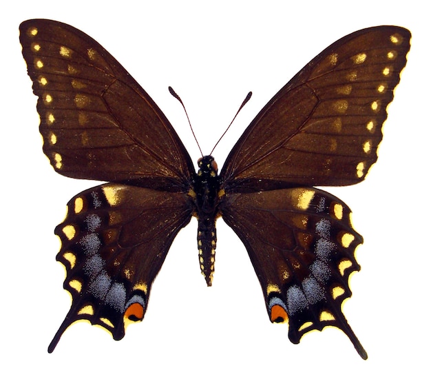 Черная синяя бабочка, выделенная на белом, Papilio polyxenes Hybrid Macro Close Up Collection Butterfly