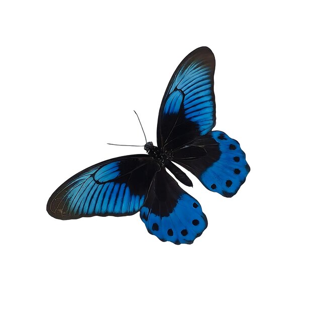 白い背景の黒と青のモルフォ蝶