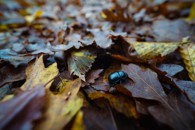 Photo black-blue scarab beetle (cetonia aurata) close up portrait on the ground with foliage.