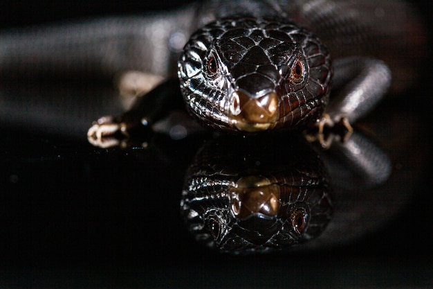 黒い青い舌のトカゲが暗い輝く鏡の環境で