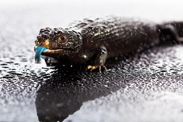 Black blue tongued lizard in wet dark shiny environement