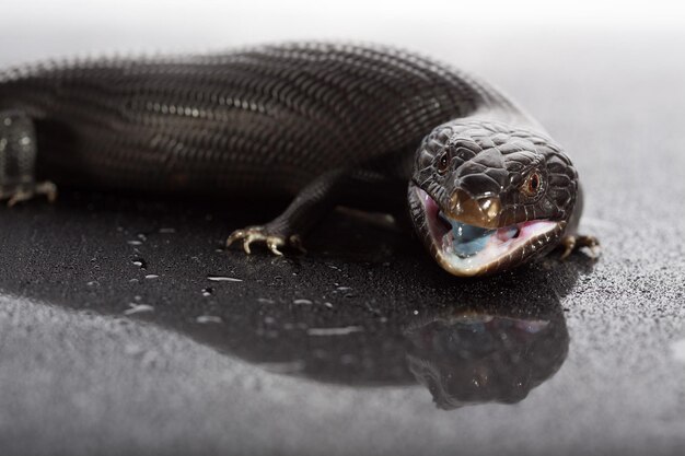 Photo black blue tongued lizard in wet dark shiny environement