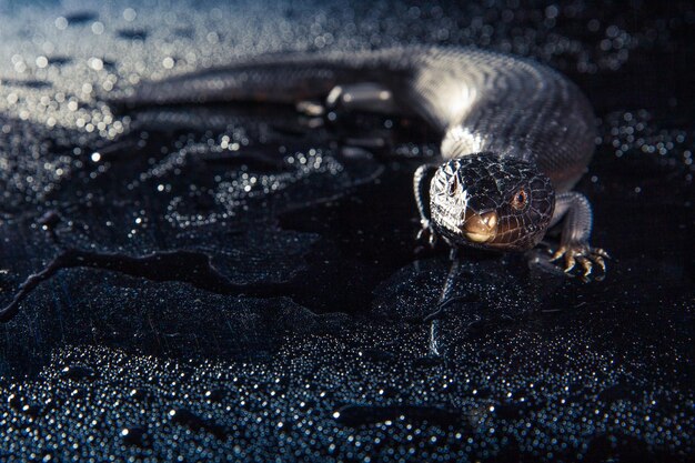 Photo black blue tongued lizard in wet dark shiny environement