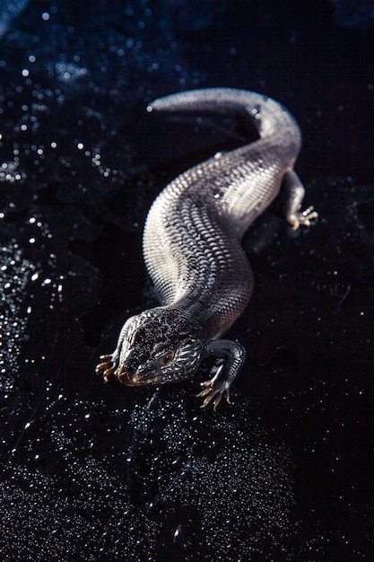 Black blue tongued lizard in wet dark shiny environement