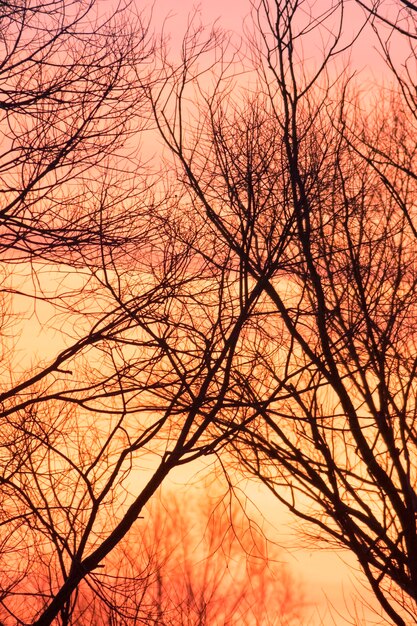 Photo black branches on background of sunset