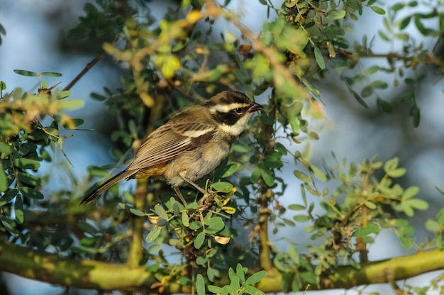 검은 가슴 Warbling finchin Pampas Forest La Pampa 아르헨티나