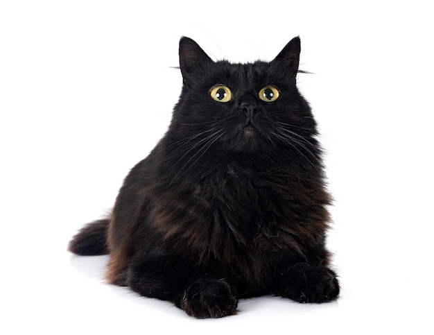 Black british longhair in front of white background