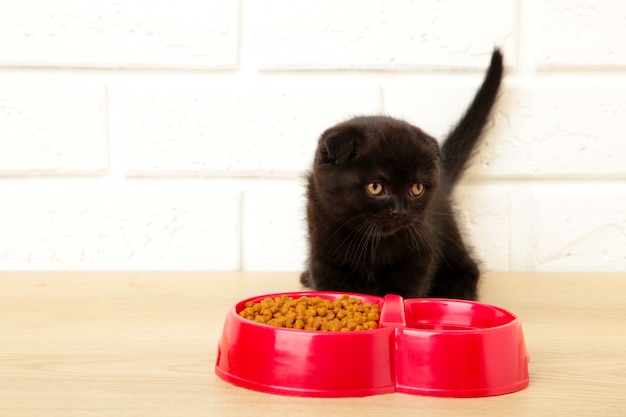 明るい背景に黒いブリティッシュショートヘアの子猫を食べる