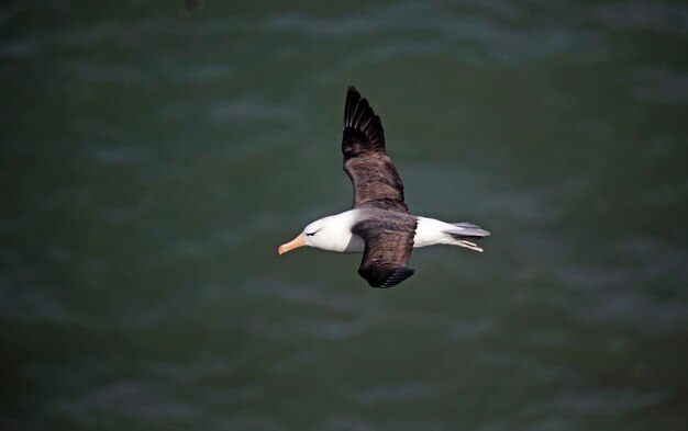 Black browed albatross gliding over the Yorkshire coastline