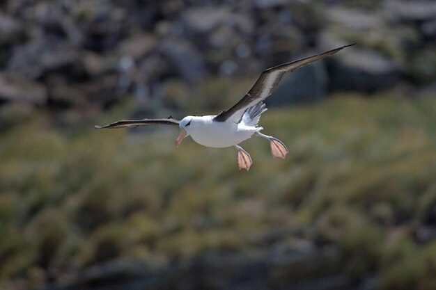 Photo black browed albatross thalassarche melanophrys adult in flight new island falkland islands january