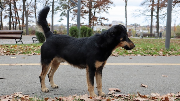 黒茶色で汚れた犬種、混血犬は、カメラの真正面に見えます。犬の散歩。黄色と緑の草の背景。アウトドアゲーム。野良犬の概念。