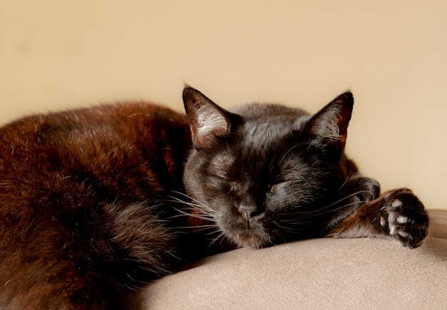 Black and brown cat lying over the sofa.