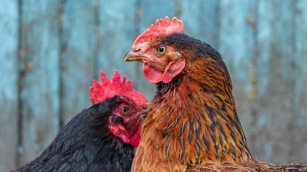 Black and brown chickens turned to each other,  close up