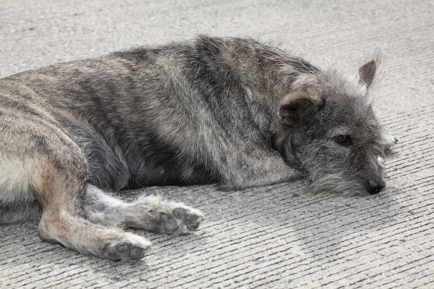 家の床に黒と茶色の犬