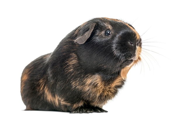 Black and brown guinea pig, isolated on white