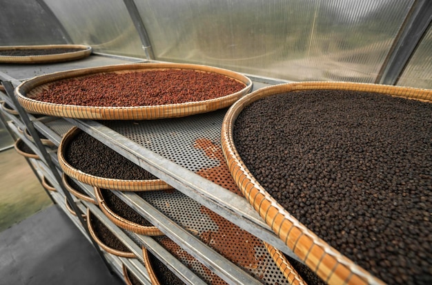 Photo black and brown red peppercorns drying in drying room on plates of reed on black pepper plantation