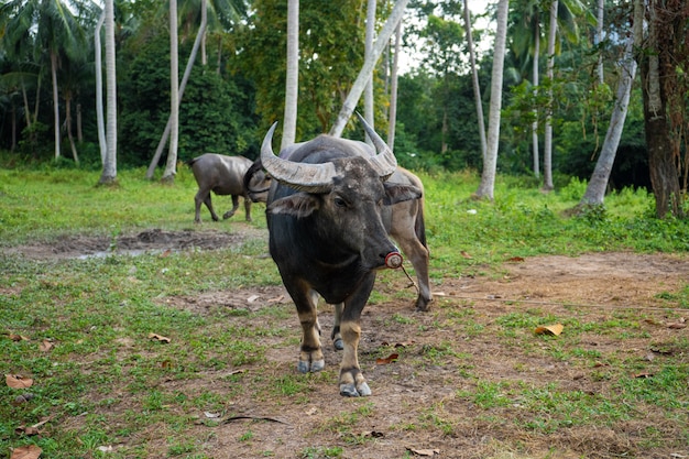 Il bufalo nero pasce in un prato nella giungla tropicale