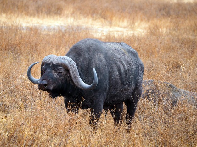 Photo black buffalo wildlife in africa safari