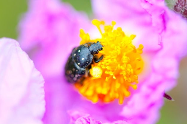 Black Bug on a pinky flower