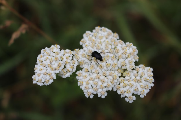 Foto un insetto nero su un fiore bianco