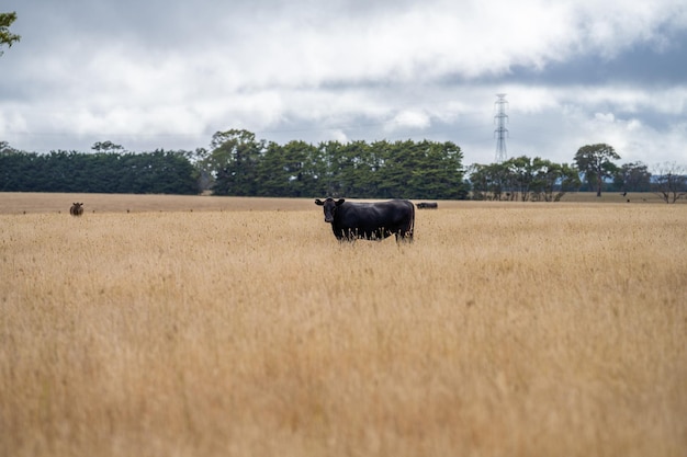 A black bull stands in a field of golden grass.