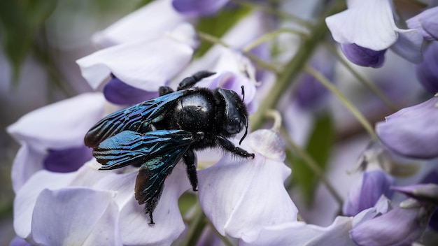 Фото Черный шмель собирает пыльцу на невероятной природе глицинии