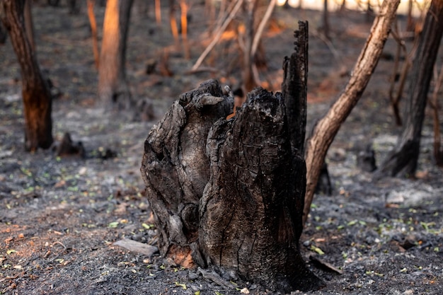 Black burnt stump in the forest after a big fire concept take care of nature