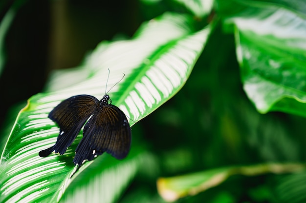 Black Butterfly on green leaf in nature